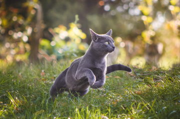 cat jumping in a field