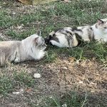 Why cats should be adopted in pairs